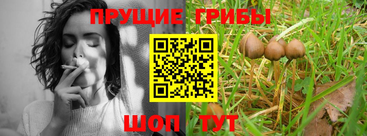 Галлюциногенные грибы Psilocybe  Галлюциногенные грибы прущие грибы  Узловая  закладки  Вход с VPN 